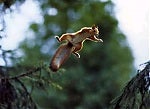 FlyingSquirrel10