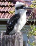 Kookaburra