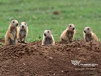 Name: prairie_dogs_3.jpg
Views: 124
Size: 212.4 KB
Description: 